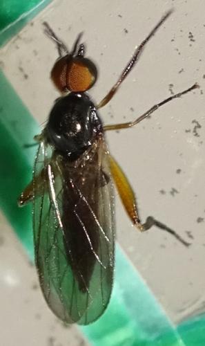 Réf. 358 657 : Oedalea sp.